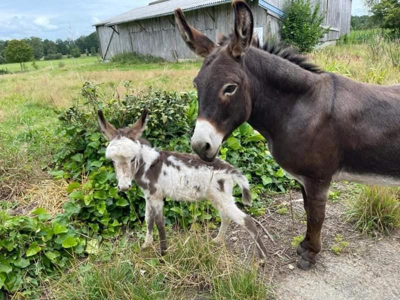 La Campagne Bretonne Villa Parigne Ruang foto